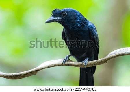 The Greater Racket-tailed Drongo on a branch in nature