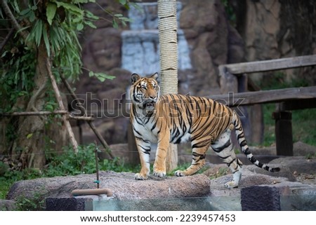 The tiger, A huge, powerful predator in the Zoo.