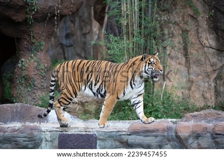 The tiger, A huge, powerful predator in the Zoo.