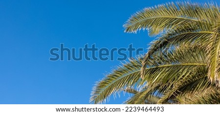 Palm tree, palm branch on azure blue sky background. Royalty-Free Stock Photo #2239464493