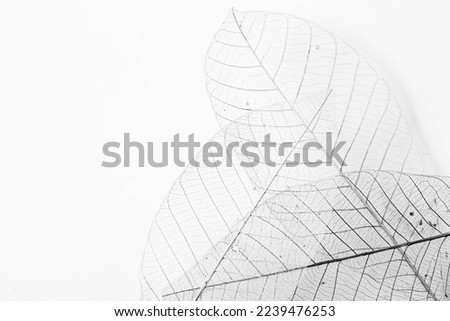 Leaf veins with a clipping path stock photo