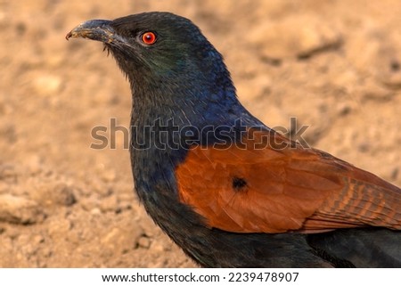closeup of beautiful big wildlife bird in blur background ,The greater coucal or crow pheasant, is a large non-parasitic member of the cuckoo order of birds