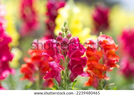 Antirrhinum majus in the garden flower