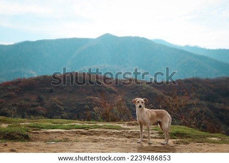 Adorable Cretan Hound dog in mountains on sunny day Royalty-Free Stock Photo #2239486853