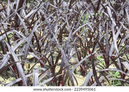 maroon colored phormium tree stock on farm for harvest