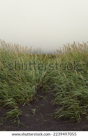 Close up high green grass on black beach concept photo. Nature beauty. Front view photography with grey sky on background. High quality picture for wallpaper, travel blog, magazine, article