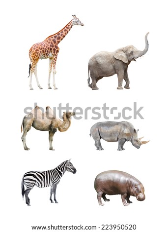 Great collection of big african mammals. Giraffe, elephant, camel, rhinoceros,  hippopotamus and zebra isolated on a white background.