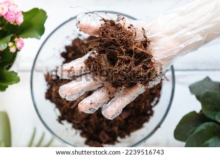 A woman's gloved hand shows coconut substrate in the palm hand. Wooden background. Flat lay. Home gardening concept. Royalty-Free Stock Photo #2239516743
