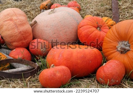 a pumpkin decorated on halloween 