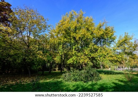 Landscape with green and yellow old large chestnut and oak trees and grass in a sunny autumn day in Parcul Carol (Carol Park) in Bucharest, Romania