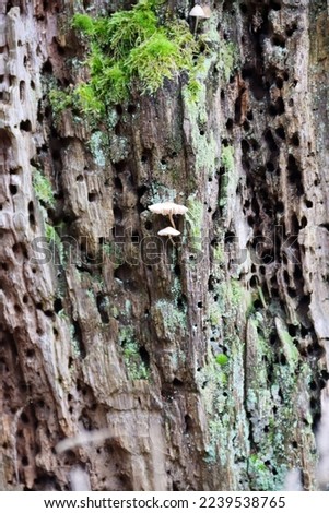 mushrooms, autumn wood mushrooms, parasitic plants, autumn in the forest