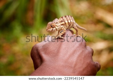Panther Chameleon, Furcifer pardalis,  striped chameleon crawling up the  hand of a Madagascar conservationist towards the camera. Blurred colour background.  Madagascar.  