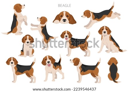 Beagle dog dog clipart. All coat colors set.  Different position. All dog breeds characteristics infographic. Vector illustration