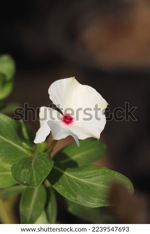 this picture is white madagascar periwinkle flower 