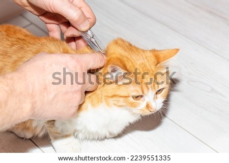 The owner of the pet applies antiparasitic drops on the cat's withers. Treatment and prevention of fleas and ticks in animals. Royalty-Free Stock Photo #2239551335