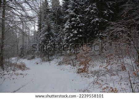 Winter landscape, forrest and Snow landscape
