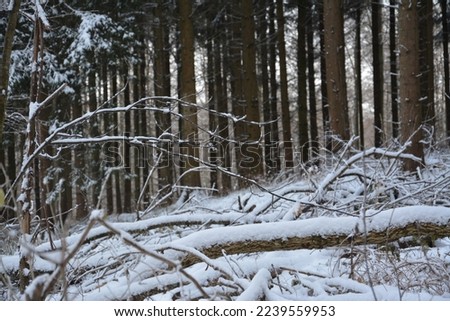 Winter landscape, forests, trees and snow