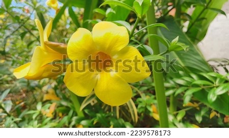 yellow flowers among other yellow flowers as well as green leaves
