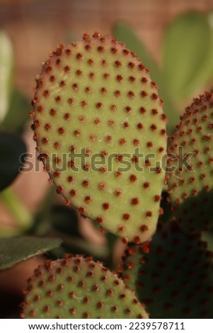 picture of  red bunny ear cactus plant 