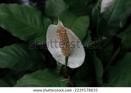 white anthurium flowers in the yard. decorative plants