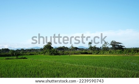 cloudy blue clear sky over green plantation land                              
