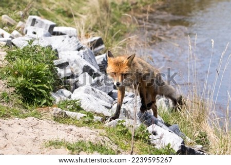 Red Fox Standing on Some Rocks by the Water in A National Park