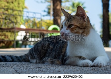 Close-up of a cute cat lying on the floor in the garden on a beautiful sunny day.
