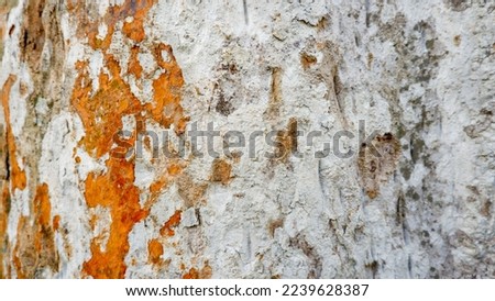 Natural Tree Bark Texture Background