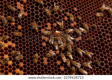 Bee queen in beehive. Queen bee in a beehive laying eggs supported by worker bees. Mistress bee colonies. Queen bee surrounded by her workers. 
 Royalty-Free Stock Photo #2239628723