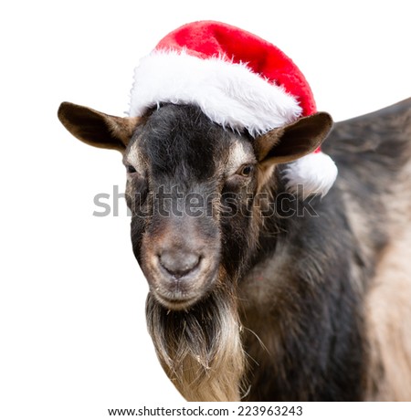 goat in a red hat looking at camera. isolated on white background