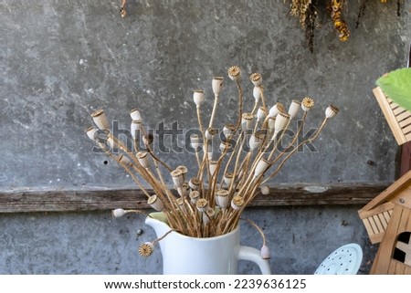 Dry poppy heads and stems without petals. Dried, inside a white clay vase cup. Gray mottled blurred background.