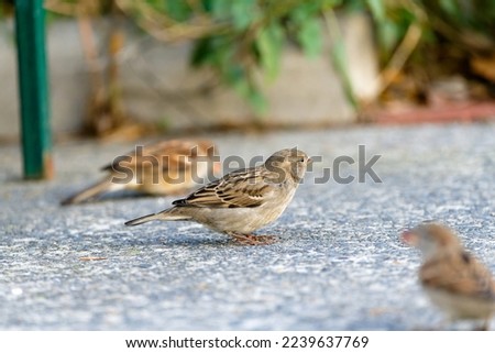 Sparrow eating cat dog food on the street