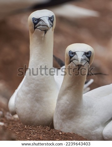 Northern gannet on a rock Royalty-Free Stock Photo #2239643403