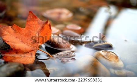 Autumn leaves bathing in a stream