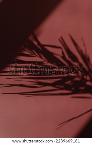 Tropical palm leaf sunlight shadow on crimson wall. Aesthetic floral blurred silhouette reflection on neutral red background
