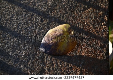 a dead brown-yellow leaf on a concrete surface