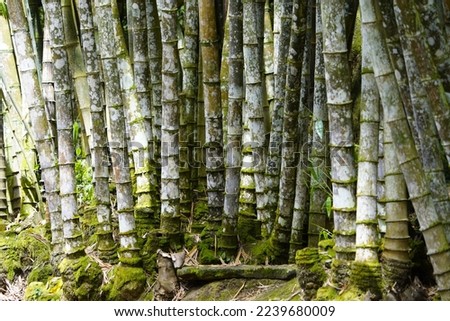 Dendrocalamus asper, also known as giant bamboo or dragon bamboo (in China), is a giant, tropical, clumping species of bamboo native to Southeast Asia. Botanical Garden, Rio de Janeiro, Brazil.
