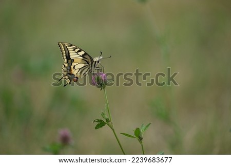 Swallowtail butterfly, colorful butterfly in nature close up on a red clover flower, natural green background, empty space
