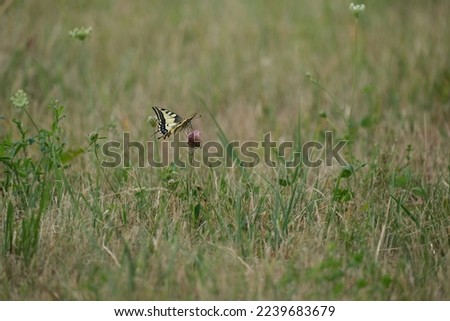 Swallowtail butterfly on a field, large colorful butterfly on a blooming red clover flower