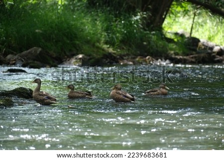 A group of ducks resting on rocks in the flowing river