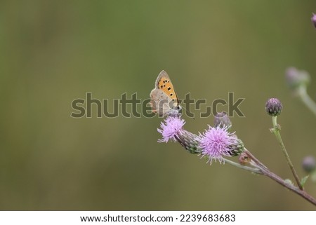 Small Copper butterfly on a blooming flower, tiny orange and brown butterfly in nature