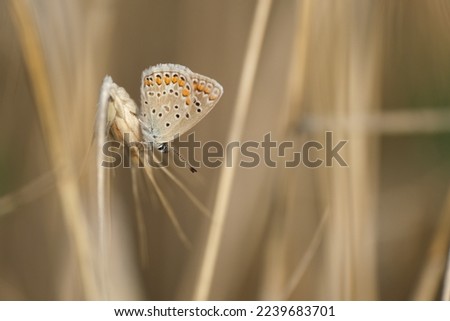 Common blue butterfly on a rye filed, tiny blue and grey butterfly in nature