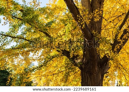 Ginkgo turns to vibrant yellow in fall in Philadelphia.