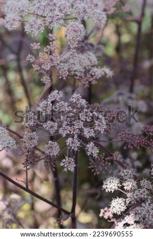Angelica sylvestris Vicars Mead in Plants and Perennials