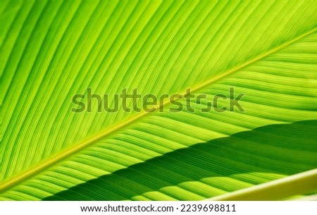 Green foliage background texture of pinnately parallel venation stripes of beautiful Heliconia rauliniana leaf with sunlight and shadow on surface