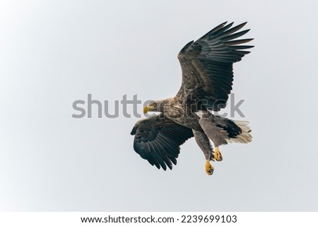 white tailed eagle (Haliaeetus albicilla) in flight. Oder delta in Poland, europe.                                 