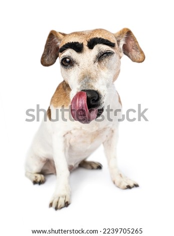 Big black eyebrows funny licking small dog sitting on white background. Looking at camera and smiling. Adorable joking animal theme. Meme dog with artificial eyebrows. winking one eye closed