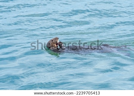 A Sea Otter Munching on a Sea Urchin in Morro Bay in California