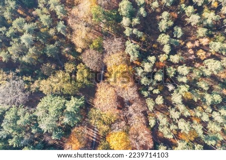 Drone pictures of the Zeisterbos  forest in autumn of Nationalpark Utrechtse Heuvelrug!