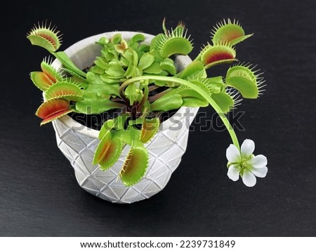 Blooming Venus flytrap, Dionaea muscipula, in pot on black slate background, Carnivorous plant with white flower isolated on black